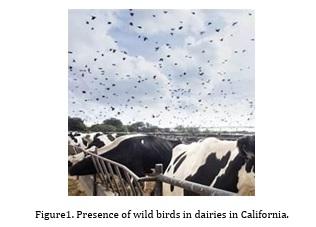 Lessons from the Avian Flu Outbreak in California Dairy Farms - Image 1