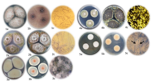 Figure 3. Macroscopic morphology of fungal colonies grown on 90 mm Petri dishes with MEA (a) and CYA (b) media, along with reproductive structures and spores of the identified fungi (c): (1a,1b) Fusarium sp.; (1c) asexual spores (optical microscope, 400×); (2a,2b) Aspergillus flavus; (2c) asexual reproductive structures (optical microscope, 400×); (3a,3b) Penicillium sp.; (3c) asexual reproductive structures (optical microscope, 400×); (4a,4b) Eurotium sp.; (4c) cleistothecia (optical microscope, 10×); (5a,5b) Acremonium sp.; (5c) asexual reproductive structures (optical microscope, 400×), black arrows indicate conidiophores. Photographs were captured using an Olympus camera (850,000 pixels, 3× zoom) (CAMEDIA, Tokyo, Japan)