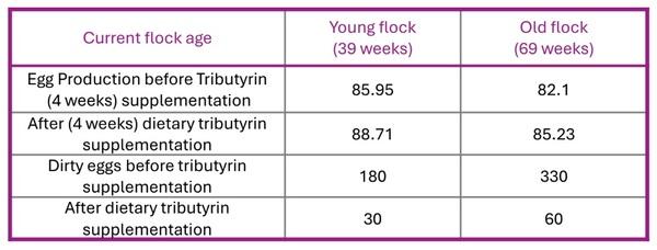 Dirty egg problem solved by dietary tributyrin supplementation in layers - Image 1