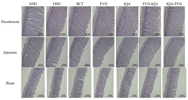 Flavonoids, Isoquinoline Alkaloids, and Their Combinations Affect Growth Performance, Inflammatory Status, and Gut Microbiome of Broilers Under High Stocking Density and Heat Stress - Image 8