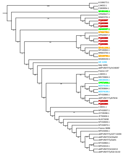 Figure 2. Phylogenetic analysis of the partial nucleic acid sequence of the G gene. The aMPV/B strains from Morocco are highlighted in red, and vaccine strains are highlighted in blue. North African strains are in orange, and reference strains with relevance are marked in green. Data were analyzed using the maximum likelihood method.