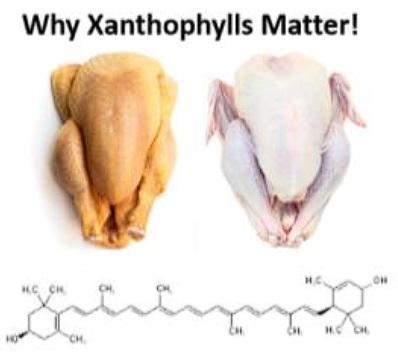 Feeding for Broiler Skin Colour – A Nutritional Approach - Image 1