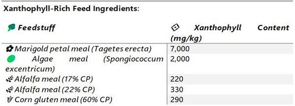 Feeding for Broiler Skin Colour – A Nutritional Approach - Image 2