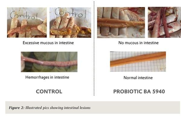 Bacillus amyloliquefaciens CECT 5940 - Gut-flora stabilizer for sustainable broiler production - Image 2