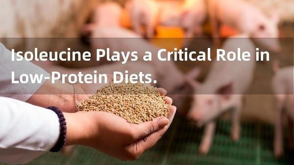 Isoleucine Plays a Critical Role in Low-Protein Diets. - Image 1