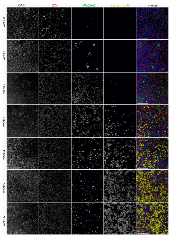 Figure 2. Development of WD-AECs over time. Confocal laser scanning microscopy images showing the development of tight junctions (ZO-1), goblet cells (Muc5ac) and cilia (acetylated tubulin) over the course of 6 weeks after airlifting Transwell filters. Goblet cells were most abundant at 2–4 weeks, while cilia appeared after 3 weeks. Tight junctions were detected from week 0 onwards, but only started to show a regular pattern from week 2 onwards. Merged images show nuclei in blue, tight junctions in red, goblet cells in green and cilia in yellow. Scale bar represents 100 µm. 40× objective. Representative data from one experiment are shown.