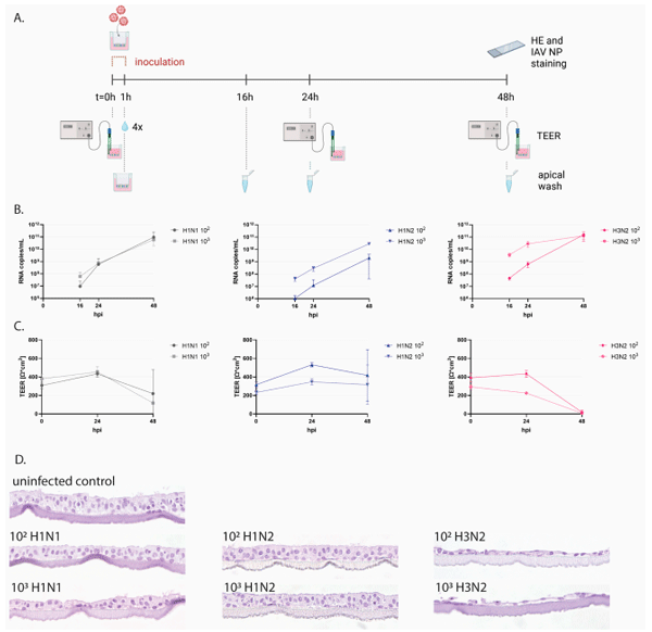 ection of porcine WD-AECs with IAVsw. (A) Experimental design of IAVsw inoculation of porcine WD-AEC cultures. Three different IAVsw strains were used (H1N1, H1N2, H3N2) and applied apically at a dose of 102 or 103 TCID50 in a volume of 10 µL. After 1 h incubation, Transwell filters were washed 4 times. An apical wash was collected at 16 h, 24 h and 48 h post-inoculation, and transepithelial electrical resistance (TEER) was measured at 0 hpi, 24 hpi and 48 hpi. At 48 hpi, filters were fixed and stained by hematoxylin and eosin (HE) and against IAV nucleoprotein (NP). (B) Viral RNA loads in apical washes. All viruses replicated in porcine WD-AECs. For H1N2, a dose–response curve was observed over all evaluated time points, which was only observed at the earlier time points for the other two viruses. (C) TEER values as a measure of epithelial integrity. TEER values declined for H3N2- and H1N1-inoculated WD-AECs over 48 h but remained constant in H1N2-inoculated WD-AECs. (D) Transverse histology sections stained by HE at 48 h post-infection. The epithelial cell layer remained intact for H1N2-inoculated WD-AECs, while there was substantial thinning of the cell layer in H3N2-inoculated WD-AECs. For H1N1, the higher dose seemed to cause more cell loss compared to the lower dose. 40× objective. B, C and D show representative results from one out of three experiments (pig04).