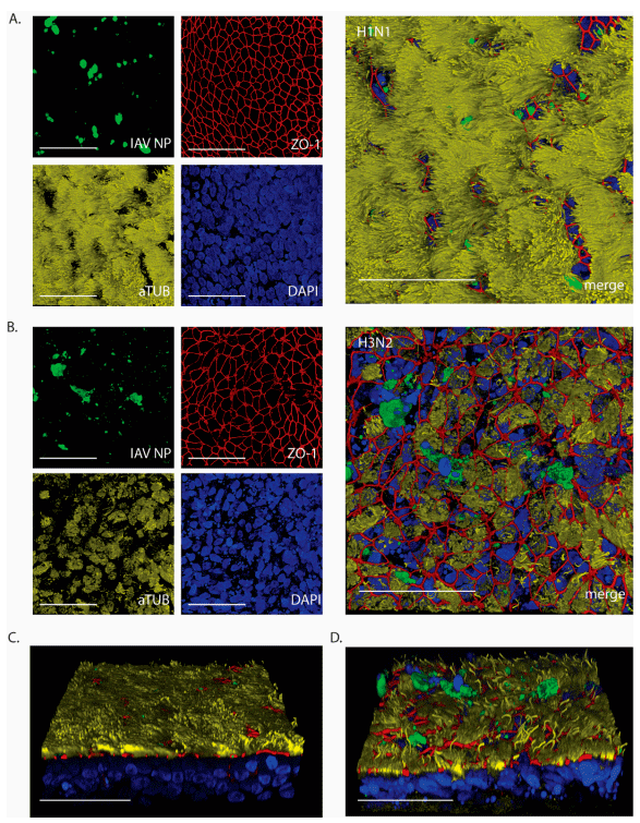 Figure 4. IAV NP expression after 24 h post-infection with 103 TCID50. Confocal microscopy images to visualize expression of IAV NP and epithelial composition. (A) H1N1-inoculated WD-AECs showed NP expression (green), continuous tight junctions (red), a thick layer of cilia (yellow) and predominantly intact nuclei (blue). (B) H3N2-inoculated filters showed NP expression while at the same time tight junctions were compromised, cilia expression was reduced and more fragmented nuclei were visible. (C) Angled side-view of WD-AEC shown in (A). (D) Angled side-view of WDAEC shown in (B). Note that IAV NP staining (green) is visible within or above the apical side of WD-AEC cultures. All images: Scale bar represents 50 µm. 100× objective. Representative data from one experiment are shown.