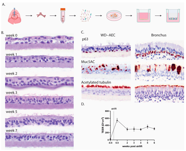 Figure 1. Establishment of AO-derived WD-AECs. (A) Schematic outline of the isolation of porcine bronchial epithelial cells from the primary bronchi which were subsequently grown as 3D organoids in an extracellular matrix before seeding in 2D on Transwell filters and culturing at air–liquid interface upon confluency. (B) Transverse histology sections over the course of 7 weeks showing the development of a pseudostratified ciliated respiratory epithelium. Hematoxylin and eosin stain, 40× objective. (C) Immunohistochemistry (IHC) staining of WD-AECs 7 weeks post-airlift and porcine bronchus epithelial cells. P63 staining to visualize basal cells, Muc5AC staining to visualize mucus (goblet cells) and acetylated tubulin staining to visualize cilia. WD-AEC resembles an in vivo bronchial epithelium in cellular composition and morphology, despite a reduced thickness. (D) Development of transepithelial electrical resistance (TEER) over the course of differentiation of WD-AECs. After an initial increase post-airlift, TEER values remained consistent. For B, C and D: Differentiation was followed for three separate donors. Representative data from one experiment are shown.