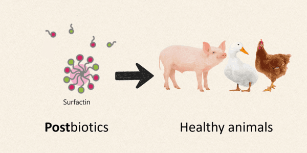 Elevate Livestock and Poultry Health with Postbiotic-Surfactin Supplement - Image 1