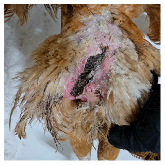 Figure 3. Hen, 40 weeks old. Traumatic lesion located on the left side of the body, extending from the dorsal trunk to the thigh. The incisional-like wound was caused by the shearing force of the rooster’s claws during a forced mating event. (Original photograph).