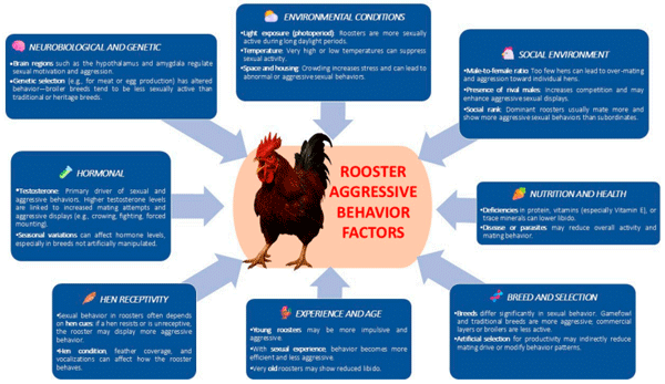 Figure 5. Factors influencing aggressive rooster behavior.
