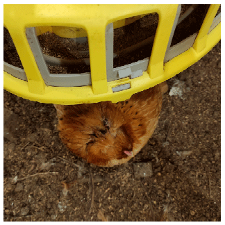 Figure 1. Hen exhibiting a traumatic lesion in the head region, concealed beneath a feeder. (Original photograph).