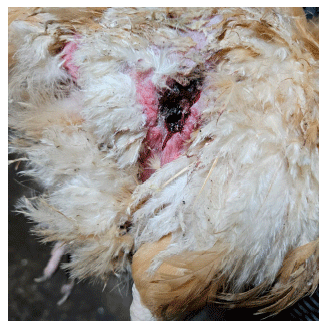 Figure 4. Hen, 40 weeks old, presents a traumatic lesion on the right side of the trunk, extending toward the thigh, in the process of healing. (Original photograph).