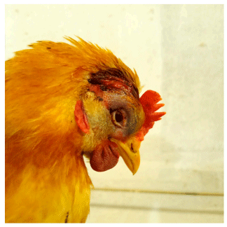 Figure 2. Hen, aged 23 weeks. The wound is located in the dorsal region of the head, slightly lateralized to the right side, immediately posterior to the comb. Marked swelling of the head, periorbital ecchymosis, and the presence of a serosanguinous exudate at the lesion site are observed. (Original photograph).