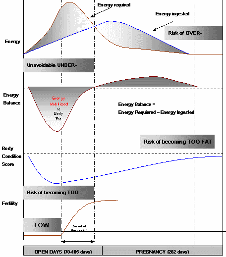 Fats in the nutrition of dairy cows - Image 2