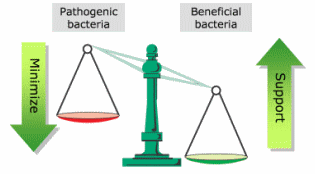 Powerful Phytogenics under Practical Evaluation in Sows and Piglets - Image 5