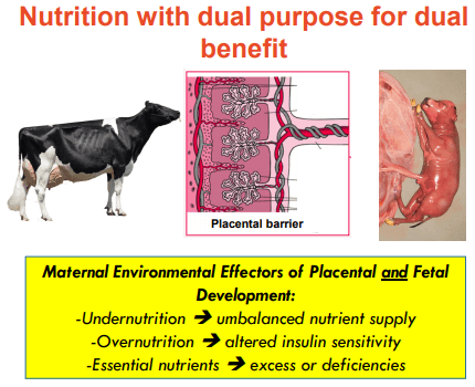 Additives: Use of Choline and Methionine in Dairy Cattle - Image 23