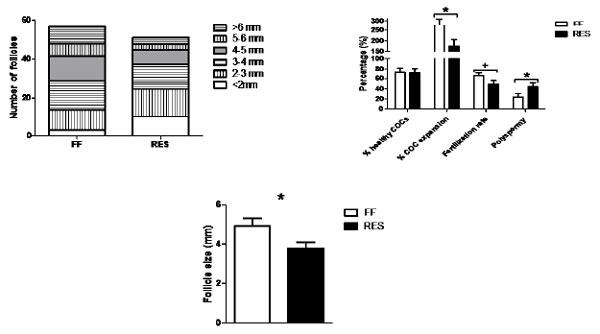  Follicle and oocyte development at 48h after weaning of primiparous sows that were full-fed or restricted-fed during first lactation A: total number of visible antral follicles in different size categories of both ovaries. B: Average follicle size of the 15 largest follicles of both the left and right ovary. C: Oocyte development at 48h and subsequent IVM and IVF results. (Costermans et al., 2019d).