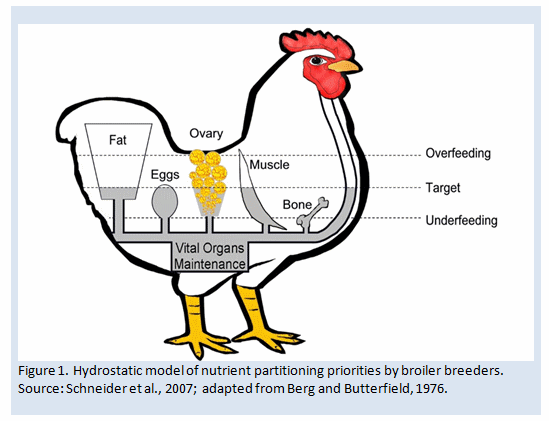 Factors that influence energy requirements of broiler breeders - Image 1