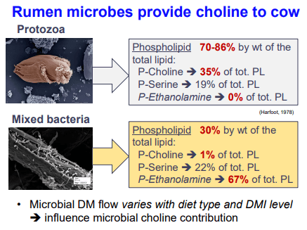 Additives: Use of Choline and Methionine in Dairy Cattle - Image 10