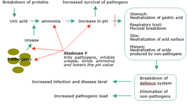 Ammonia importance and Litter Treatment in modern poultry production - Image 1