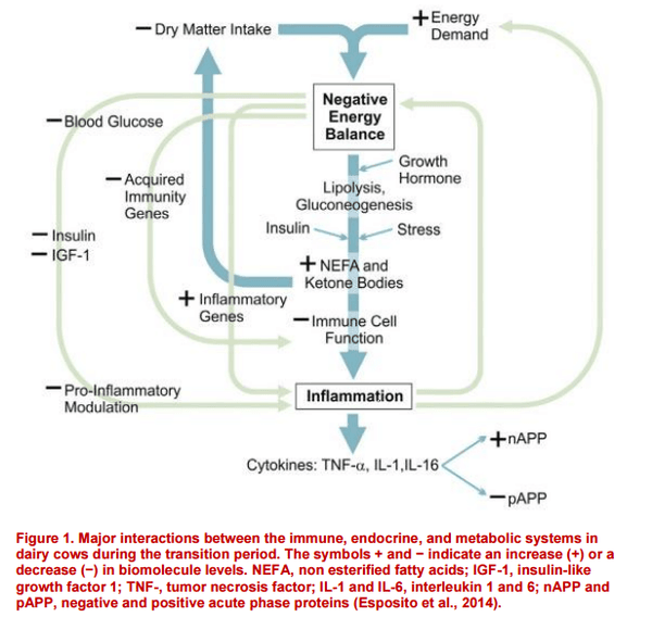 Inflammation, energy, and milk production - Image 1