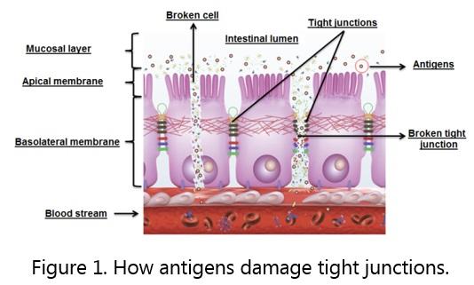 Yeast cell wall and the innate immune system response - Image 1