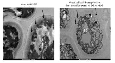 B-glucans: a natural solution to improving the immune status and survival of fish - Image 1