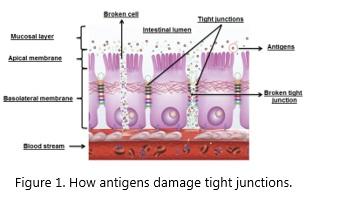 Poultry antibiotic-free production and food safety - Image 1