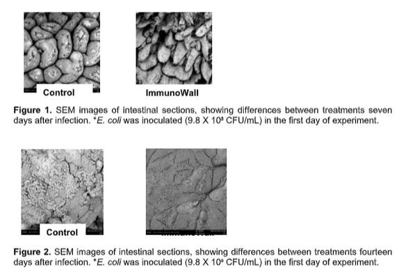 The impacts of African Swine Fever on Brazilian Pig Farming: ImmunoWall as a solution for animal health and nutrition - Image 1