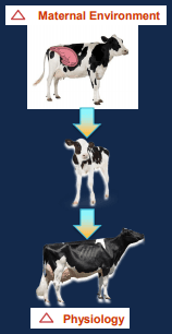 Additives: Use of Choline and Methionine in Dairy Cattle - Image 20