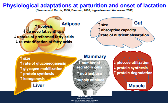 Additives: Use of Choline and Methionine in Dairy Cattle - Image 3