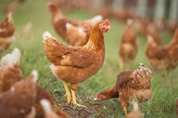 Salmonella in poultry, our perspective - Image 1
