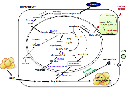 Additives: Use of Choline and Methionine in Dairy Cattle - Image 5