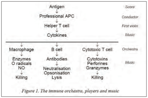 IPVS 2016 - From immunological understanding towards correct and new methods of vaccination in pigs - Image 1