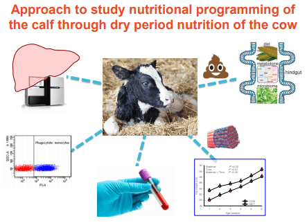 Additives: Use of Choline and Methionine in Dairy Cattle - Image 26