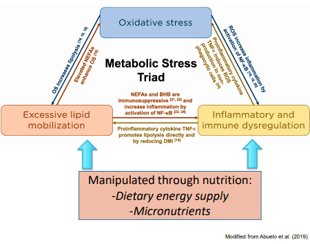 Additives: Use of Choline and Methionine in Dairy Cattle - Image 4