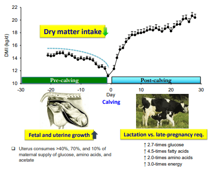 Additives: Use of Choline and Methionine in Dairy Cattle - Image 2