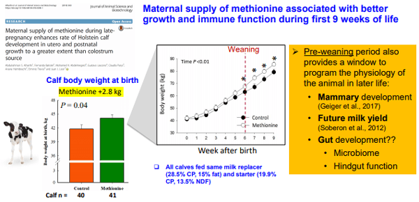 Additives: Use of Choline and Methionine in Dairy Cattle - Image 27