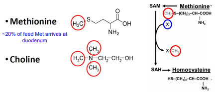 Additives: Use of Choline and Methionine in Dairy Cattle - Image 1