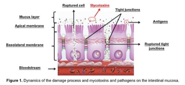 Food safety against milk mycotoxins: The guarantee through a natural and efficient solution - Image 1