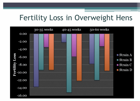  Management and physiological factors that influence fertility and embryonic mortality in broiler breeders - Image 1