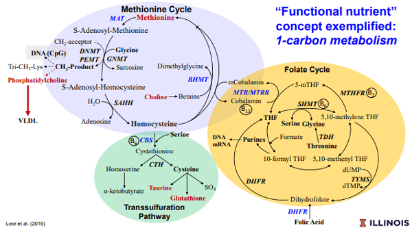 Additives: Use of Choline and Methionine in Dairy Cattle - Image 7