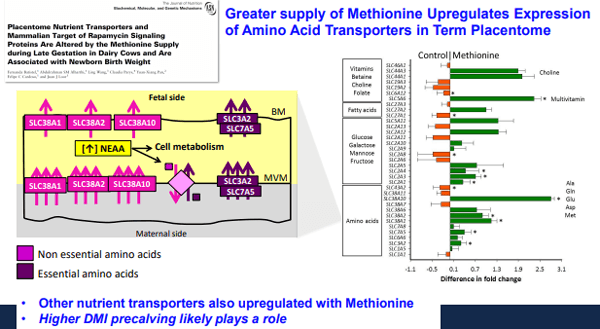 Additives: Use of Choline and Methionine in Dairy Cattle - Image 25