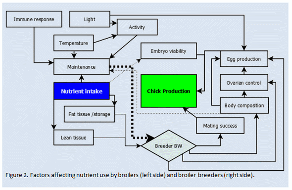 Factors that influence energy requirements of broiler breeders - Image 2