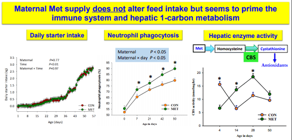 Additives: Use of Choline and Methionine in Dairy Cattle - Image 28