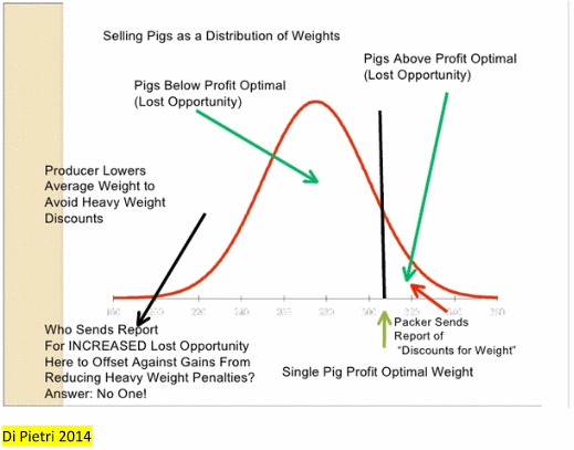 How to reduce pig weight variability? - Image 1