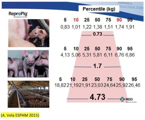 M±SD (number) of weight (kg) of piglets based on litter size