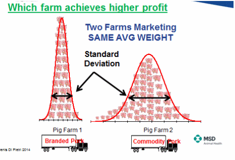 How to reduce pig weight variability? - Image 2